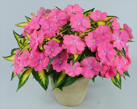 Foto de variedad de flores para ser usadas como: Maceta, planta de temporada, patio Impatiens N. Guinea Strike Pink