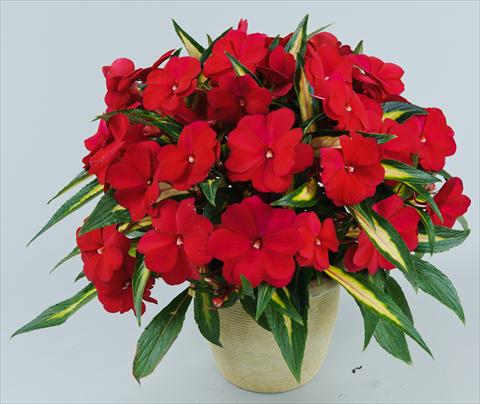 Foto de variedad de flores para ser usadas como: Maceta, planta de temporada, patio Impatiens N. Guinea Strike Plum