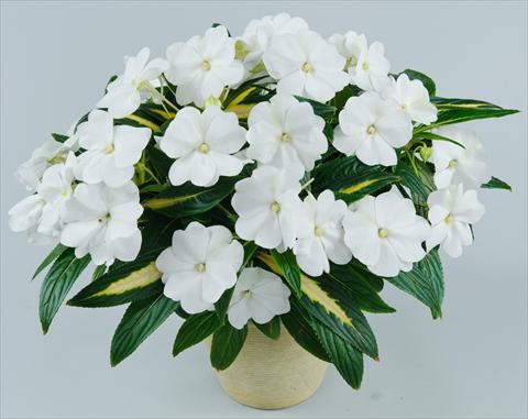 Foto de variedad de flores para ser usadas como: Maceta, planta de temporada, patio Impatiens N. Guinea Strike White