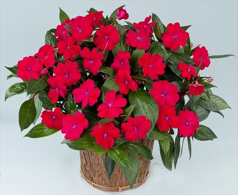 Foto de variedad de flores para ser usadas como: Maceta, planta de temporada, patio Impatiens N. Guinea Sun Harmony® Magenta