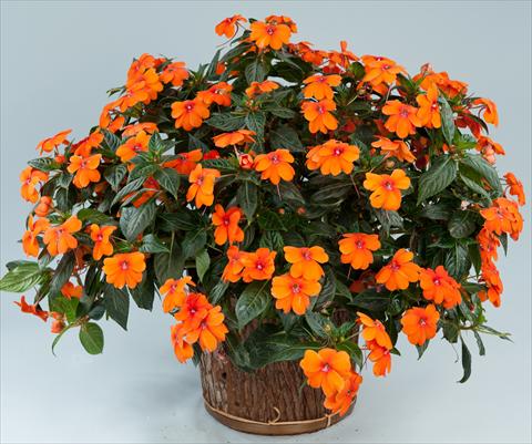 Foto de variedad de flores para ser usadas como: Maceta, planta de temporada, patio Impatiens N. Guinea Sun Harmony® Orange