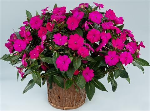 Foto de variedad de flores para ser usadas como: Maceta, planta de temporada, patio Impatiens N. Guinea Sun Harmony® Purple