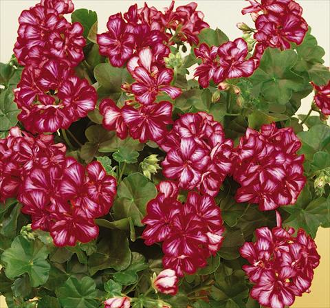 Foto de variedad de flores para ser usadas como: Maceta, patio, Tarrina de colgar Pelargonium peltatum SIL Toscana® Chris