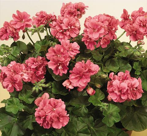 Foto de variedad de flores para ser usadas como: Maceta, patio, Tarrina de colgar Pelargonium peltatum SIL Toscana® Erke