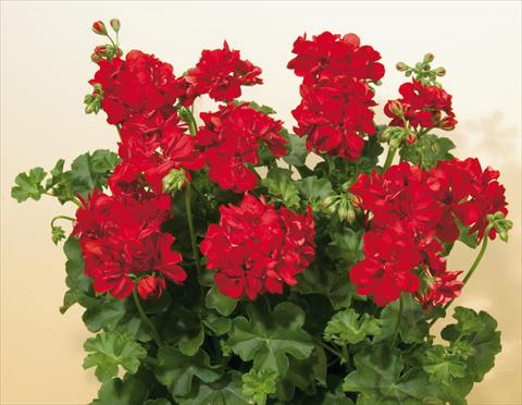Foto de variedad de flores para ser usadas como: Maceta, patio, Tarrina de colgar Pelargonium peltatum SIL Toscana® Fabian