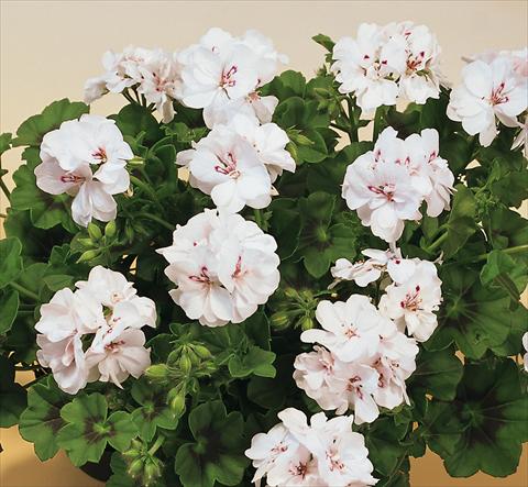 Foto de variedad de flores para ser usadas como: Maceta, patio, Tarrina de colgar Pelargonium peltatum SIL Toscana® Insa