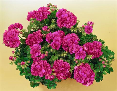 Foto de variedad de flores para ser usadas como: Maceta, patio, Tarrina de colgar Pelargonium peltatum SIL Toscana® Malaika