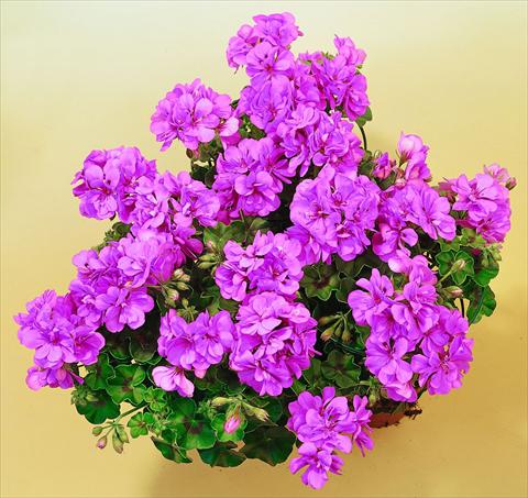 Foto de variedad de flores para ser usadas como: Maceta, patio, Tarrina de colgar Pelargonium peltatum SIL Toscana® Marlen