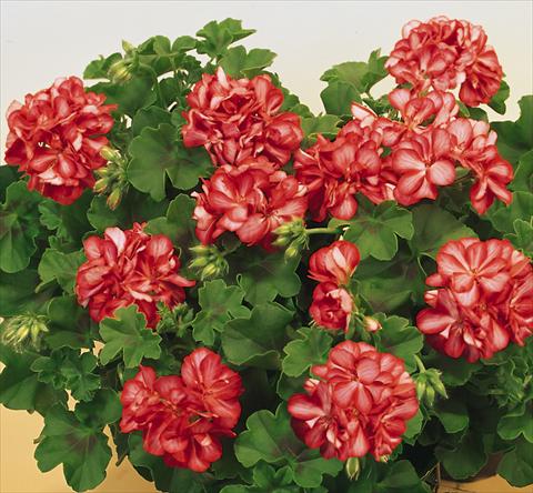 Foto de variedad de flores para ser usadas como: Maceta, patio, Tarrina de colgar Pelargonium peltatum SIL Toscana® Okka