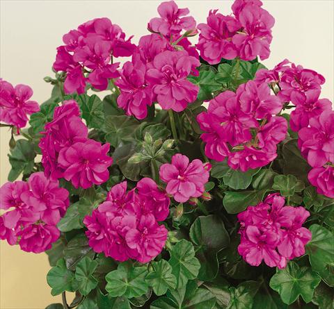 Foto de variedad de flores para ser usadas como: Maceta, patio, Tarrina de colgar Pelargonium peltatum SIL Toscana® Quirin