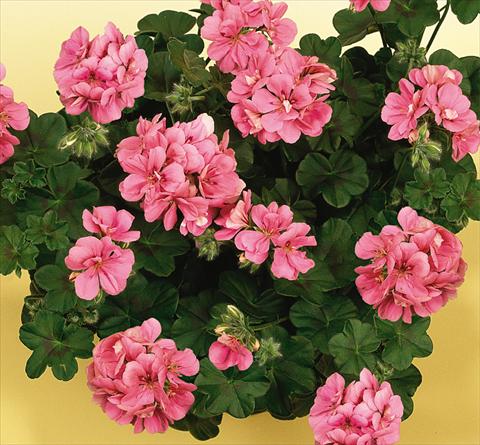 Foto de variedad de flores para ser usadas como: Maceta, patio, Tarrina de colgar Pelargonium peltatum SIL Toscana® Rebecca