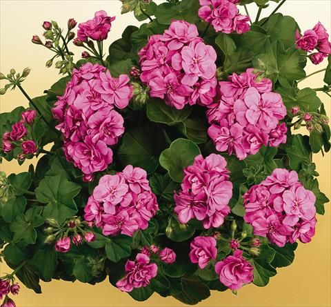 Foto de variedad de flores para ser usadas como: Maceta, patio, Tarrina de colgar Pelargonium peltatum SIL Toscana® Rikea