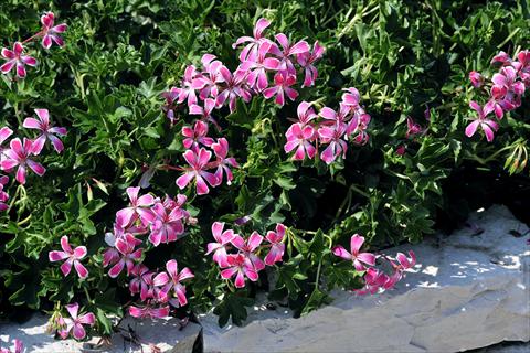 Foto de variedad de flores para ser usadas como: Maceta, patio, Tarrina de colgar Pelargonium peltatum SIL Toscana® Stellena compact