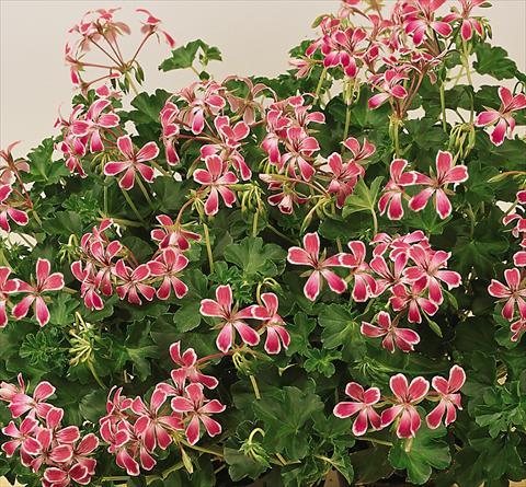 Foto de variedad de flores para ser usadas como: Maceta, patio, Tarrina de colgar Pelargonium peltatum SIL Toscana® Stellena