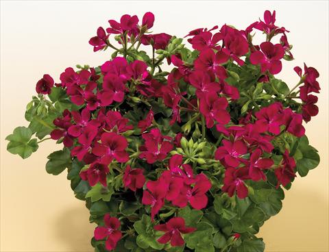 Foto de variedad de flores para ser usadas como: Maceta, patio, Tarrina de colgar Pelargonium peltatum SIL Toscana® Villetta Burgundy