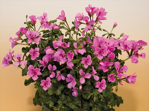 Foto de variedad de flores para ser usadas como: Maceta, patio, Tarrina de colgar Pelargonium peltatum SIL Toscana® Villetta Lilac