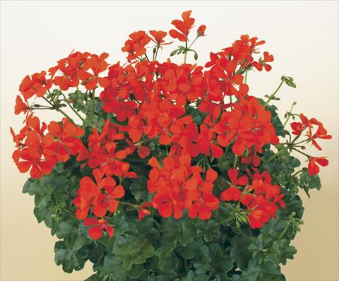 Foto de variedad de flores para ser usadas como: Maceta, patio, Tarrina de colgar Pelargonium peltatum SIL Toscana® Villetta Orange