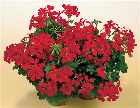 Foto de variedad de flores para ser usadas como: Maceta, patio, Tarrina de colgar Pelargonium peltatum SIL Toscana® Villetta Red
