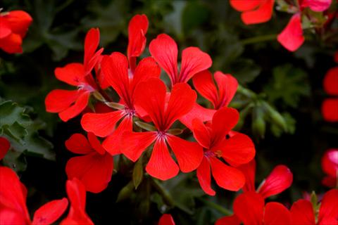 Foto de variedad de flores para ser usadas como: Maceta, patio, Tarrina de colgar Pelargonium peltatum Westflowers® Ville Super Red