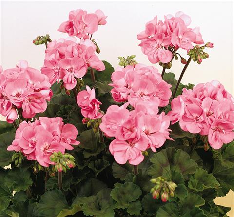 Foto de variedad de flores para ser usadas como: Maceta o Tarrina de colgar Pelargonium zonale SIL Toscana® Anne
