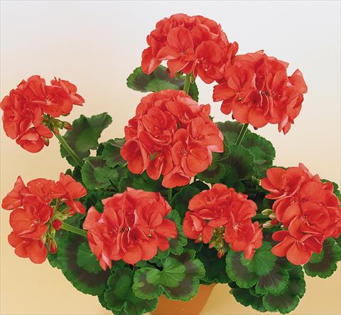 Foto de variedad de flores para ser usadas como: Maceta o Tarrina de colgar Pelargonium zonale SIL Toscana® Aurora