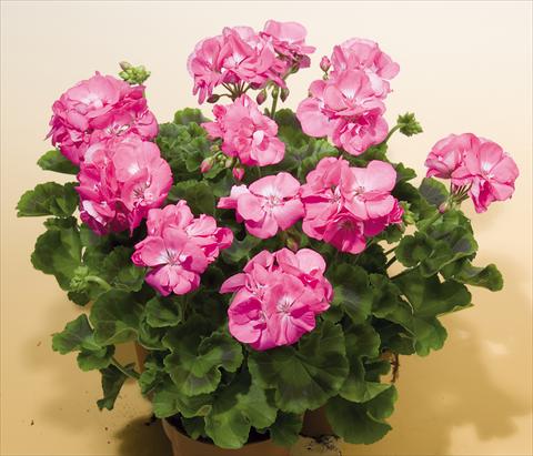 Foto de variedad de flores para ser usadas como: Maceta o Tarrina de colgar Pelargonium zonale SIL Toscana® Birte