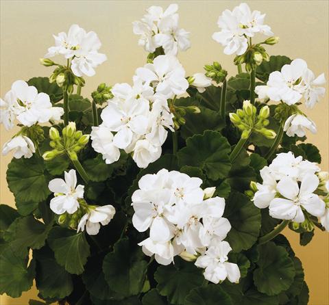 Foto de variedad de flores para ser usadas como: Maceta o Tarrina de colgar Pelargonium zonale SIL Toscana® Cato