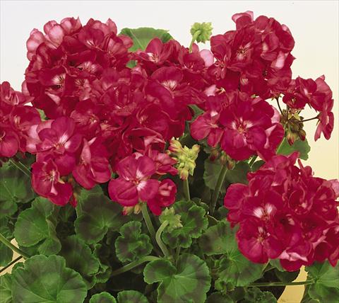 Foto de variedad de flores para ser usadas como: Maceta o Tarrina de colgar Pelargonium zonale SIL Toscana® Fiona