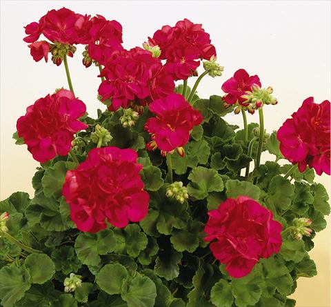 Foto de variedad de flores para ser usadas como: Maceta o Tarrina de colgar Pelargonium zonale SIL Toscana® Frauke