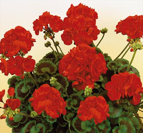 Foto de variedad de flores para ser usadas como: Maceta o Tarrina de colgar Pelargonium zonale SIL Toscana® Herma