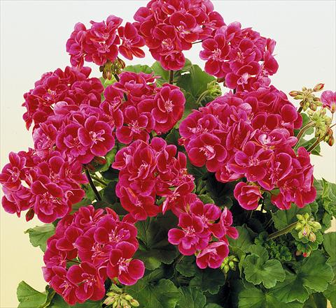 Foto de variedad de flores para ser usadas como: Maceta o Tarrina de colgar Pelargonium zonale SIL Toscana® Hero