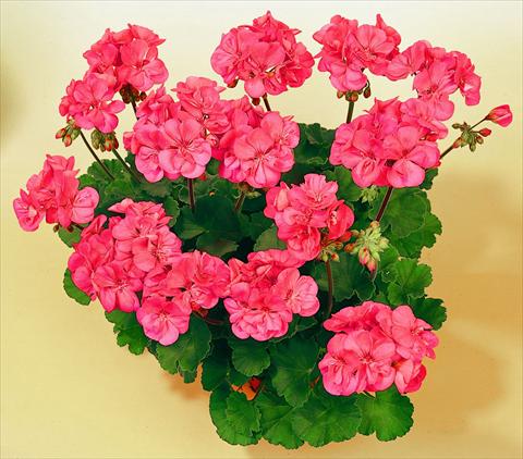 Foto de variedad de flores para ser usadas como: Maceta o Tarrina de colgar Pelargonium zonale SIL Toscana® Lisa