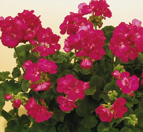 Foto de variedad de flores para ser usadas como: Maceta o Tarrina de colgar Pelargonium zonale SIL Toscana® Merle