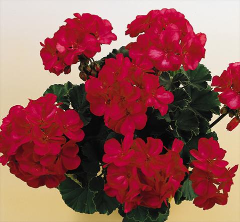 Foto de variedad de flores para ser usadas como: Maceta o Tarrina de colgar Pelargonium zonale SIL Toscana® Onno