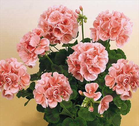 Foto de variedad de flores para ser usadas como: Maceta o Tarrina de colgar Pelargonium zonale SIL Toscana® Silke