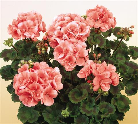 Foto de variedad de flores para ser usadas como: Maceta o Tarrina de colgar Pelargonium zonale SIL Toscana® Soren