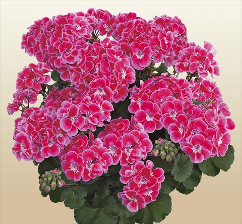 Foto de variedad de flores para ser usadas como: Maceta o Tarrina de colgar Pelargonium zonale SIL Toscana® Tammo
