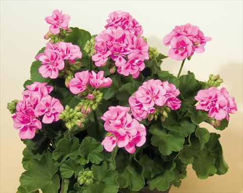 Foto de variedad de flores para ser usadas como: Maceta o Tarrina de colgar Pelargonium zonale SIL Toscana® Vera