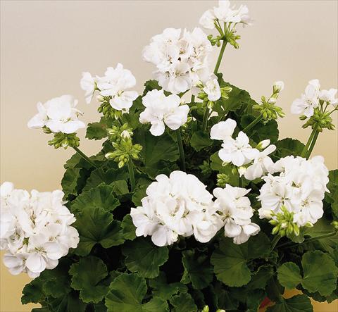 Foto de variedad de flores para ser usadas como: Maceta o Tarrina de colgar Pelargonium zonale SIL Toscana® Wenke