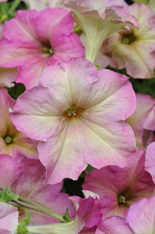 Foto de variedad de flores para ser usadas como: Maceta, planta de temporada, patio Petunia grandiflora Sophistica Antique Shades