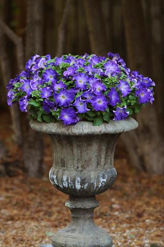 Foto de variedad de flores para ser usadas como: Maceta, planta de temporada, patio Petunia grandiflora Sophistica Blue Morn