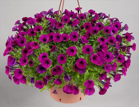 Foto de variedad de flores para ser usadas como: Maceta, patio, Tarrina de colgar Petunia mini Perla® Bordeaux