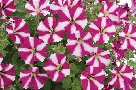 Foto de variedad de flores para ser usadas como: Maceta, patio, Tarrina de colgar Petunia mini Perla® Burgundy Bicolour