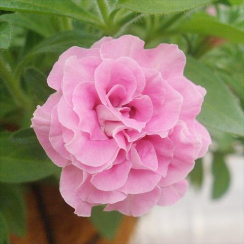 Foto de variedad de flores para ser usadas como: Maceta, patio, Tarrina de colgar Petunia mini Perla® Double Pink