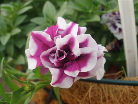 Foto de variedad de flores para ser usadas como: Maceta, patio, Tarrina de colgar Petunia mini Perla® Double Purple Picotee