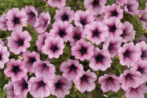 Foto de variedad de flores para ser usadas como: Maceta, patio, Tarrina de colgar Petunia mini Perla® Pink Vein