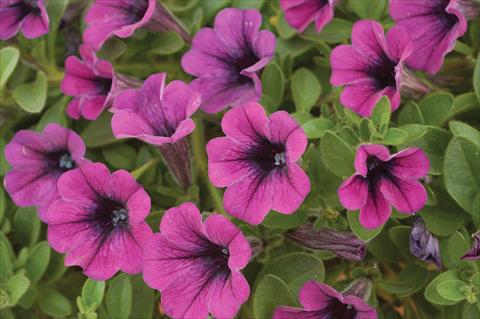 Foto de variedad de flores para ser usadas como: Maceta, patio, Tarrina de colgar Petunia mini Perla® Purple
