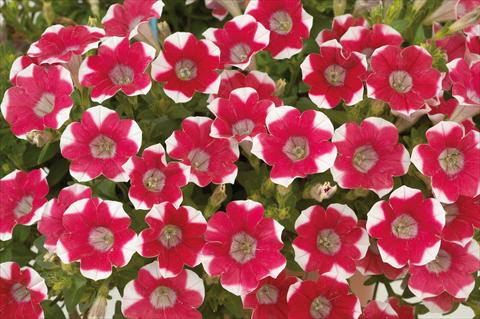 Foto de variedad de flores para ser usadas como: Maceta, patio, Tarrina de colgar Petunia mini Perla® Red Bicolour