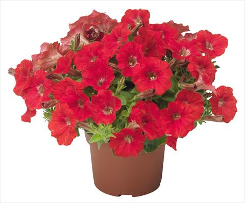 Foto de variedad de flores para ser usadas como: Maceta, patio, Tarrina de colgar Petunia mini Perla® Red