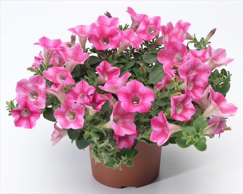 Foto de variedad de flores para ser usadas como: Maceta, patio, Tarrina de colgar Petunia mini Perla® Rose Bicolour